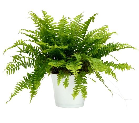 Nephrolepis Green Moment Plant - Florist London