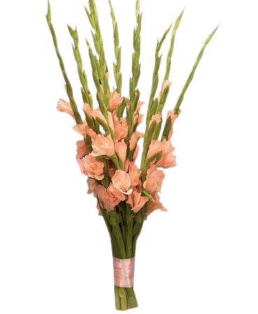 Peach Gladiolus Bouquet