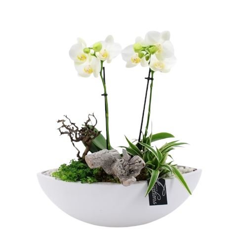 Phalaenopsis Arrangement Elliptic Pot - Florist London