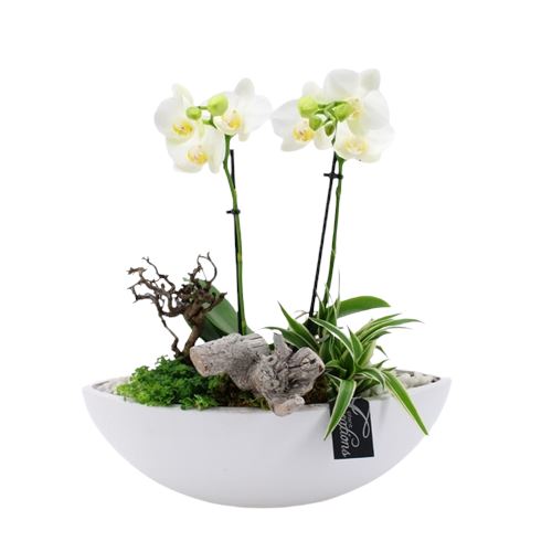 Phalaenopsis Arrangement Elliptic Pot