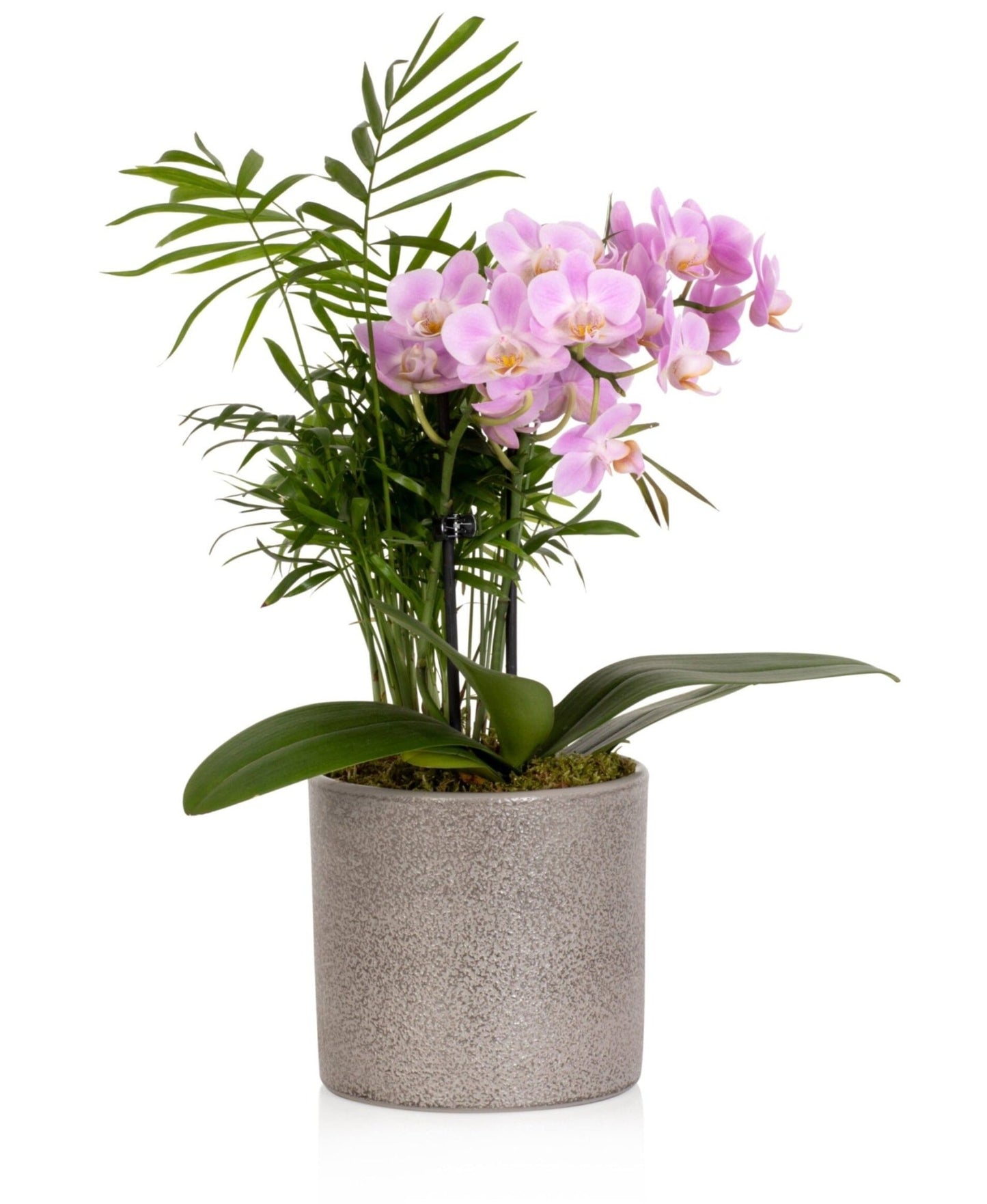 Phalaenopsis Pot Arrangement - Florist London