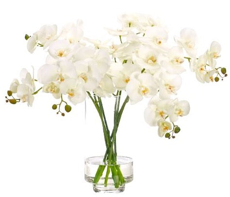 Phalanopsis Flowers in Vase