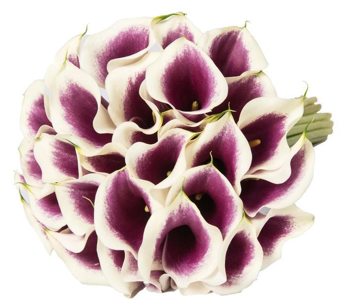 Picasso Calla Lily - Florist London