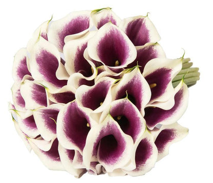 Picasso Calla Lily - Florist London