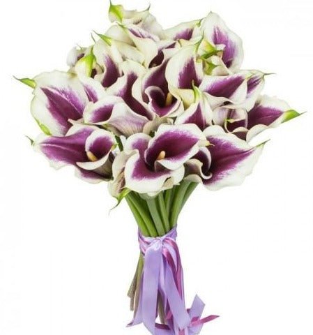 Picasso Calla Lily - Florist London