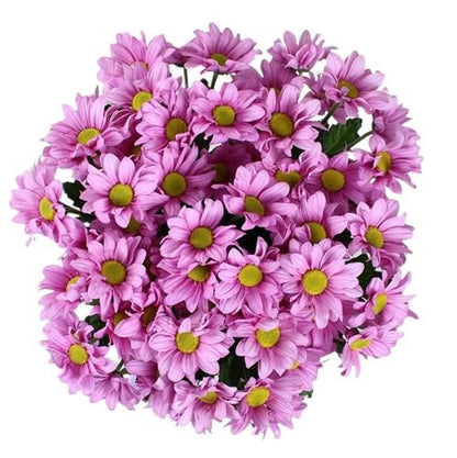 Pink Daisy Chrysanthemum Bouquet - Florist London
