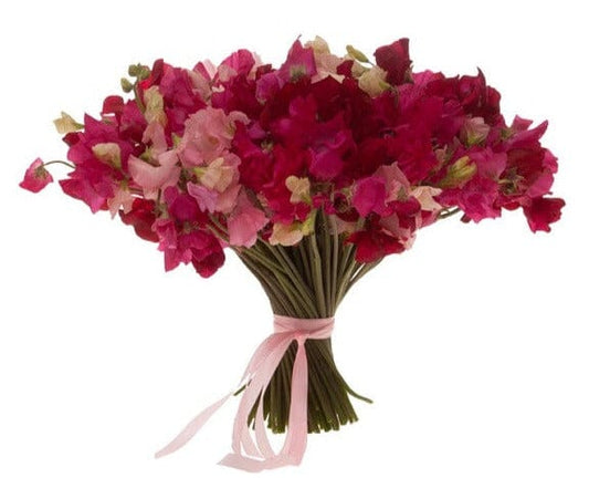 Red and Pink Sweet Pea Bouquet - Florist London