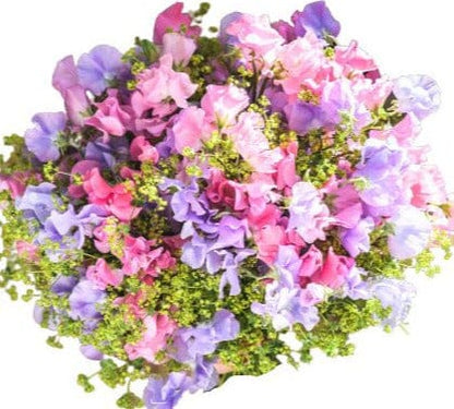 Sweet Pea with Alchemilla Bouquet - Florist London