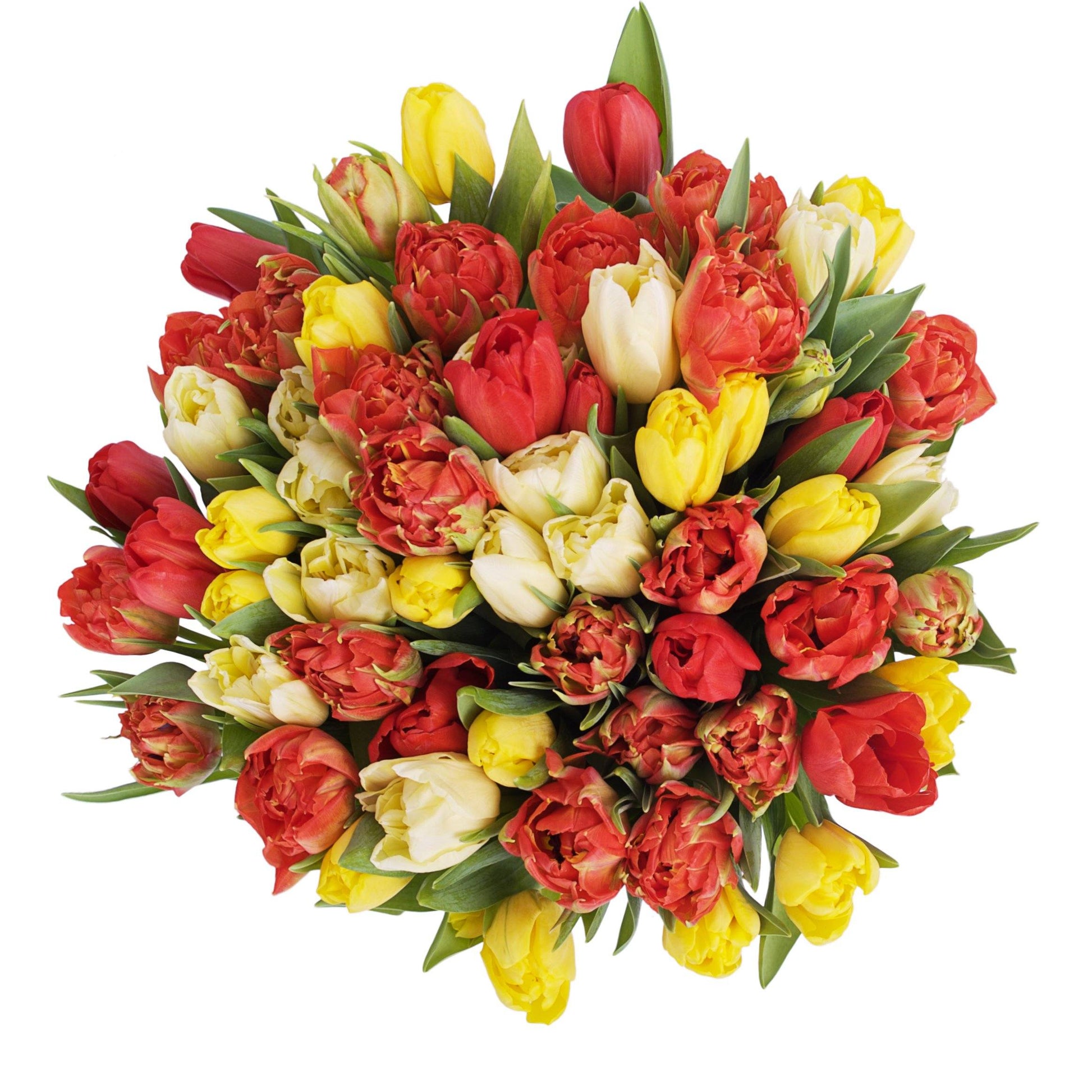 Three Colors of Tulips