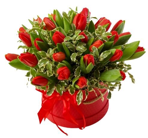 Tulips with Pittosporum Box - Florist London