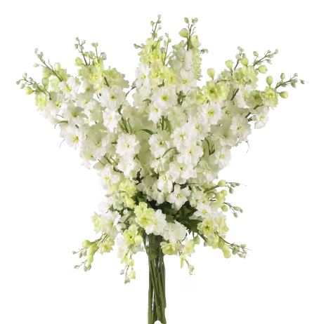 White Delphinium